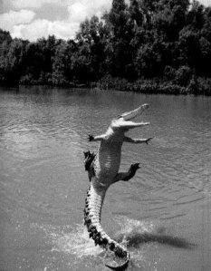 alligator-jumping-happiness