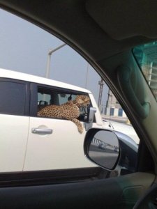 leopard-car